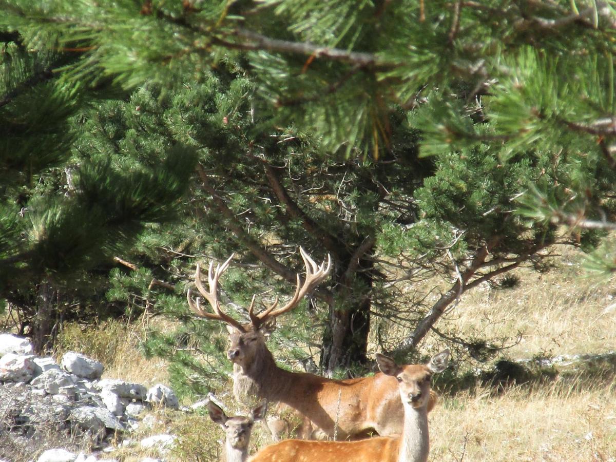 Hotel Garni Mille Pini Scanno Luaran gambar